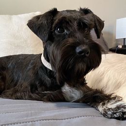 Asia - Miniature Schnauzer