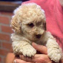 Bernedoodles and Goldendoodles from Doodleville