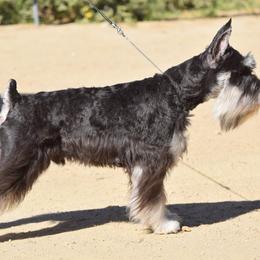 Henry - Miniature Schnauzer