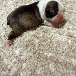 Titi - Black brindle and white female Boston Terrier puppy in Madera Acres, California from Muggin Bostons Terriers and Mini Dachshund