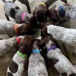 German Shorthaired Pointers from H & J Farms