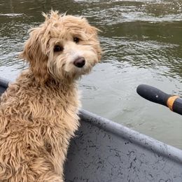 Bernedoodle and Goldendoodle Puppies from I Dream of Doodles