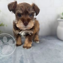 Cedar - Liver male Miniature Schnauzer puppy in Hockley, Texas from Dixieland Miniature Schnauzers