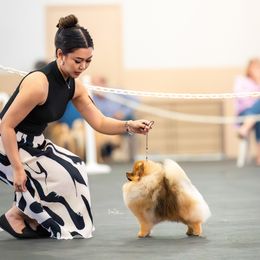 Jose - Pomeranian