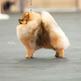 Jose - Pomeranian