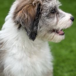 Blue Boy "NASA" - Aussiedoodle puppy in Bend, Oregon from Bella Ridge Farms & Dapper Doodles