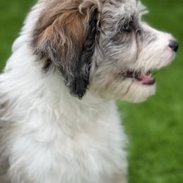 Blue Boy "NASA" - Aussiedoodle puppy in Bend, Oregon from Bella Ridge Farms & Dapper Doodles