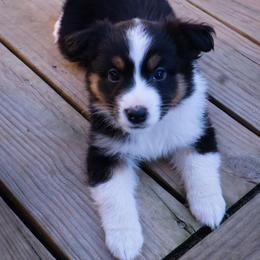 Buck - Black tri male Miniature American Shepherd puppy in Central Islip, New York from Fifth Avenue Australian Shepherds