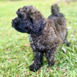 Lottie Moon - Sable female Cockapoo puppy in Tallahassee, Florida from Panhandle Pups