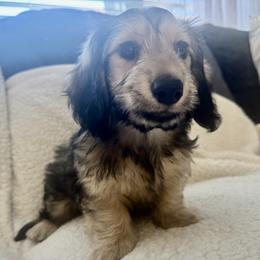 Dachshund Puppies from JV’s Dachshunds & Creams