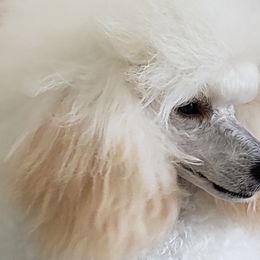 Emi - Poodle
