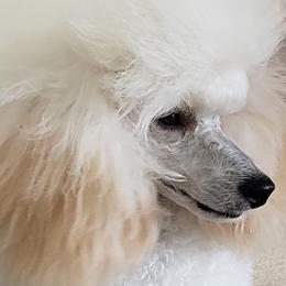 Emi - Poodle