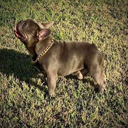 French Bulldog All Grown Up from Kandie Kowalski