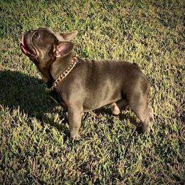 French Bulldog All Grown Up from Kandie Kowalski