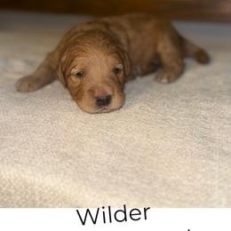 Wilder - Red  male Goldendoodle puppy in Layton, Utah from Gracious Doodle Dogs