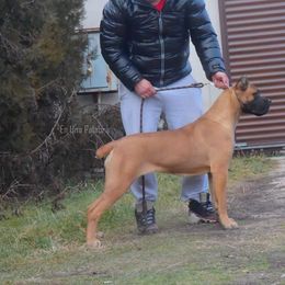 Ogie - Cane Corso