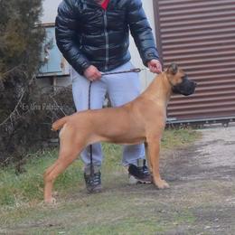 Ogie - Cane Corso