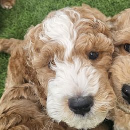 Goldendoodles from AZ Cuddle Doodle Kisses