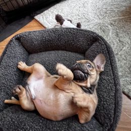 French Bulldog Puppies from Silver Maple Frenchies