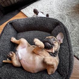 French Bulldog Puppies from Silver Maple Frenchies