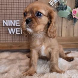 Sage - Ruby male Cavalier King Charles Spaniel puppy in Wildomar, California from Enchanted Rose Cavaliers