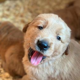 BLACK COLLARED MALE - Golden Retriever puppy from Hogarth's Kennel Haven