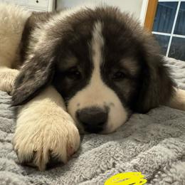 Yellow - White and black female Pyrenean Mastiff puppy in Sonora, California from Mastini Sierra Pyrenean Mastiffs