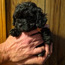 Eboni - Black female Cavapoo puppy in Arkansas from Brew House