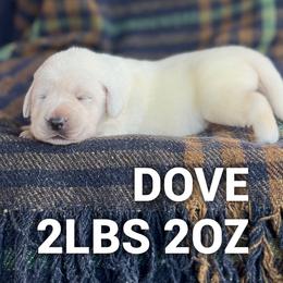 Dove - Yellow female Labrador Retriever puppy in Puyallup, Washington from 12 Door Farm Labradors
