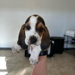 Boy 4 - Black brown and white male Basset Hound puppy in Las Animas, Colorado from J&D Dachsies