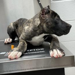 Female 1 - Tiger female Perro de Presa Canario puppy in Houston, Texas from Space City Presas