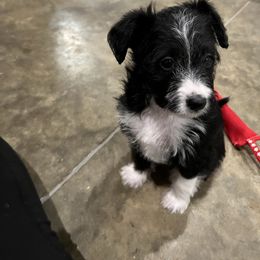 Bordoodle and Poodle Puppies from 5 Cent Canine Co.