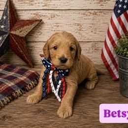 Betsy aka Purple Collar - Apricot female Goldendoodle puppy in Portland, Tennessee from Happy_Tails_by_TJ
