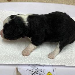 Girly - Black and white female Aussiedoodle puppy in Spring Hill, Tennessee from Duke's Mini & Toy Australian Shepherds & Aussiedoodles