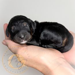 Mrs. White (white collar female) - Phantom female Goldendoodle puppy in Murrieta, California from Apricot Poodles & Goldendoodles, LLC