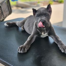 Cane Corso Puppies from Jolaw Kennel