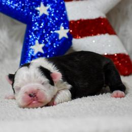 Indy - Black and white female Boston Terrier puppy in Gober, Texas from Trigger Time Kennels