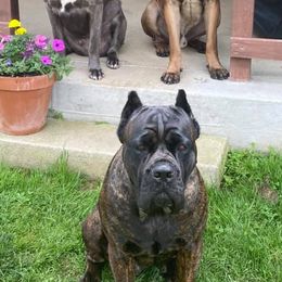 Cane Corso from Thunderbolt Cane Corso