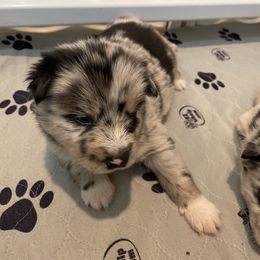 Pomeranian and Pomsky Puppies from Illinois Pomsky and Pomeranian