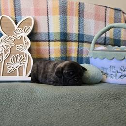 Girl 1 - Brindle female Pug puppy in Auburn, Kentucky from Prentice Family Pugs