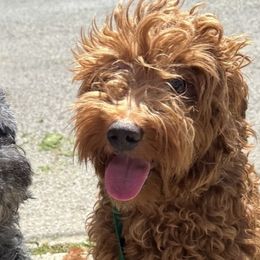Giulia - Goldendoodle