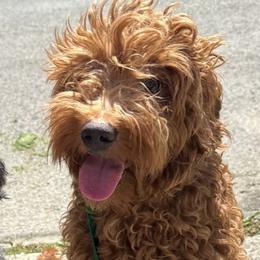 Giulia - Goldendoodle