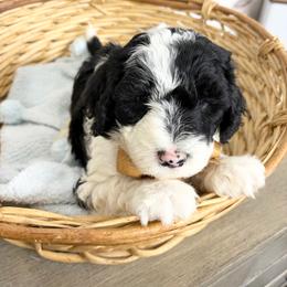 Major - Black and white male Sheepadoodle puppy in Nixa, Missouri from Davis Family Doodles