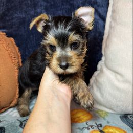 Boy 2 (blue) - Black and gold male Yorkshire Terrier puppy in New Albany, Mississippi from Hardy Kennel
