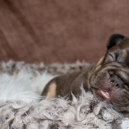 French Bulldog Puppies from NC French Kiss-A-Bulls