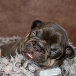 French Bulldog Puppies from NC French Kiss-A-Bulls