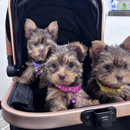 Yorkshire Terrier Puppies from TLJ Choco Yorkie Love