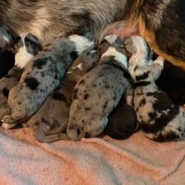 American Corgi and Pembroke Welsh Corgi Puppies from Chaotic Corgi’s
