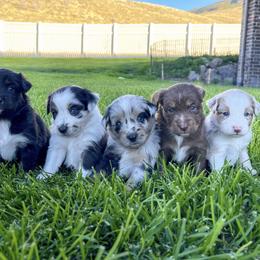 Australian Shepherd, Miniature American Shepherd, Miniature Australian Shepherd, and Toy Australian Shepherd Puppies from Painted Blue Aussies