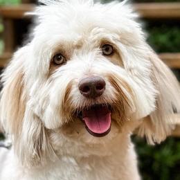 Assorted Doodle Crosses and Aussiedoodles from Doodle Love Laugh